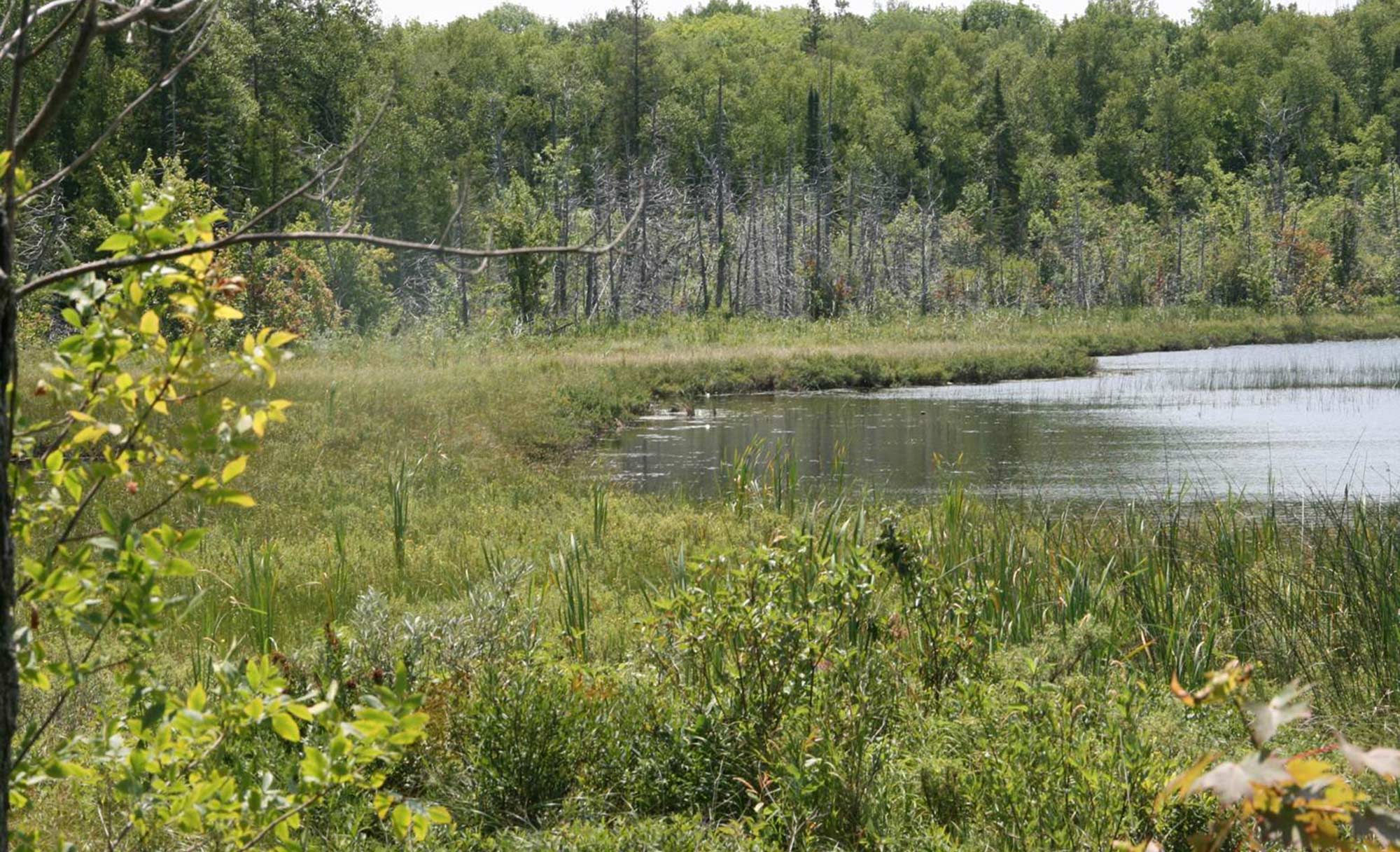 Wetlands at Lillie Family Property, Ontario