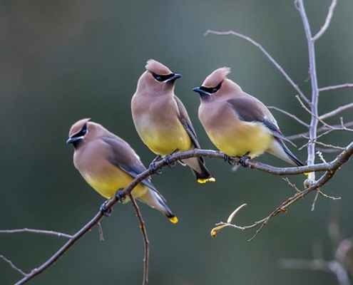 Cedar Waxwings breed in Canada then migrate to the southern US, or Central America, for the winter.