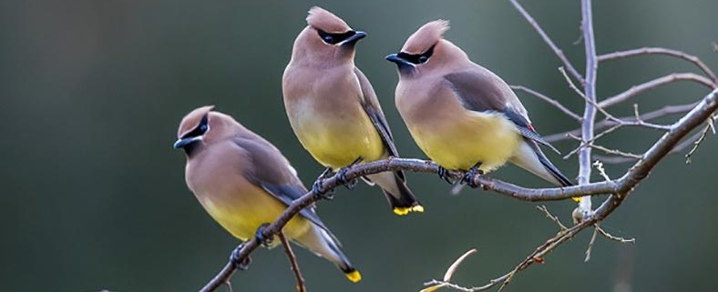 Cedar Waxwings breed in Canada then migrate to the southern US, or Central America, for the winter.