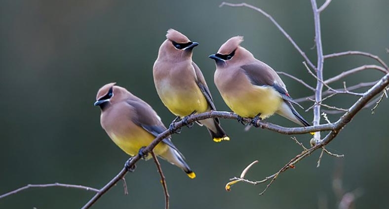 Cedar Waxwings breed in Canada then migrate to the southern US, or Central America, for the winter.