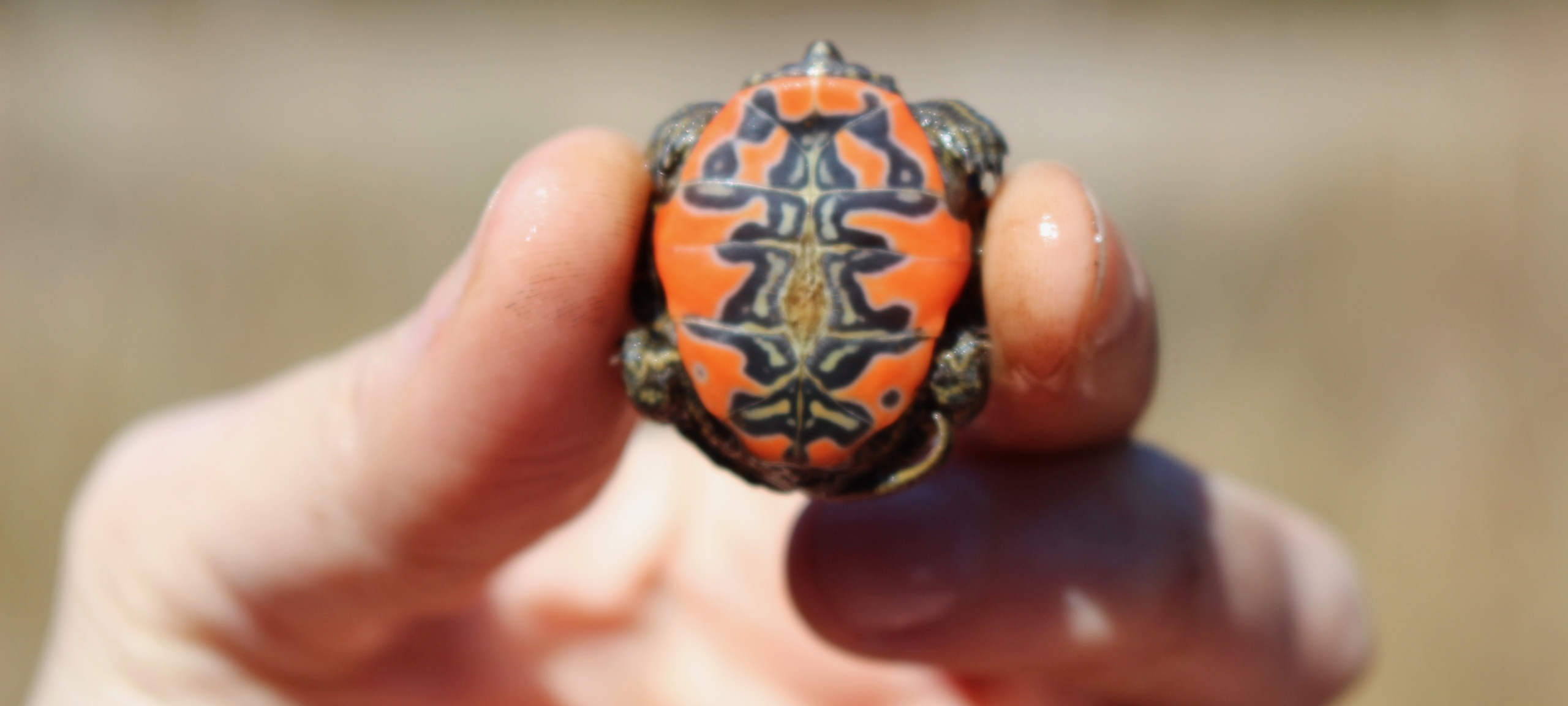 Western Painted Turtle hatchling