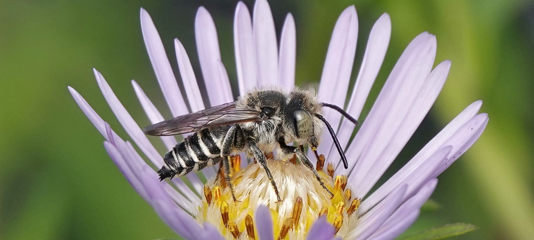 sharp-tailed bee on Douglas' aster
